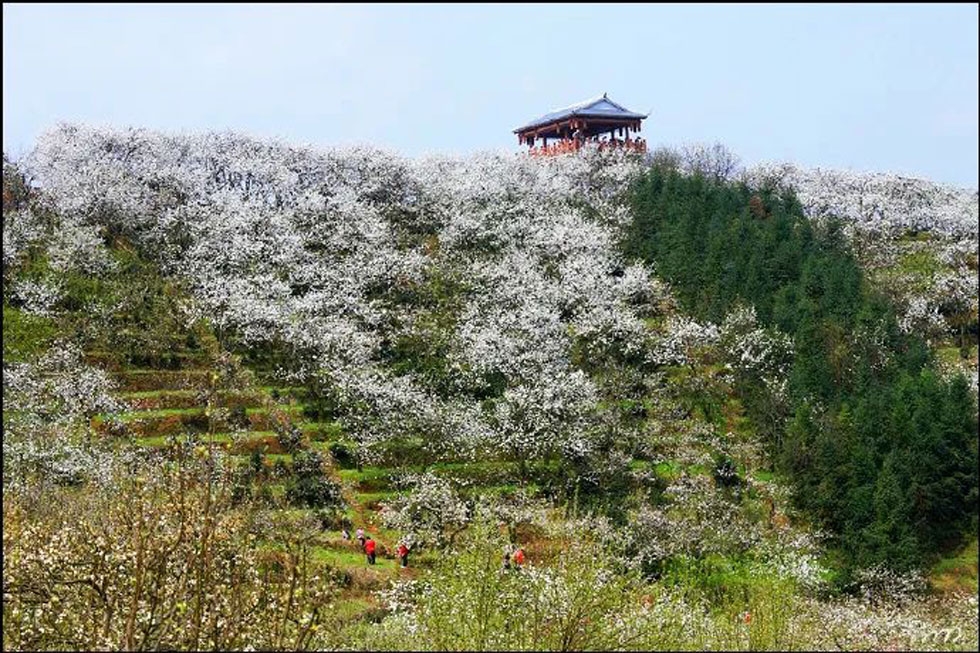 【春天，广西桂林灌阳县向您发出邀请！】我们在灌阳看梨花 - 游山玩水 - 阳泉生活社区 - 阳泉28生活网 yq.28life.net