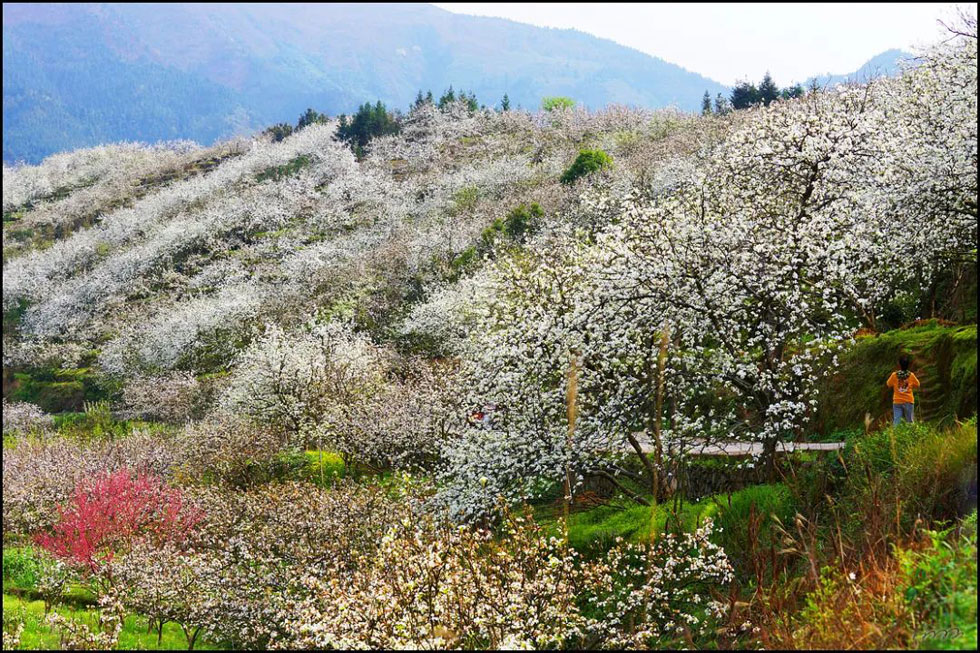 【春天，广西桂林灌阳县向您发出邀请！】我们在灌阳看梨花 - 游山玩水 - 阳泉生活社区 - 阳泉28生活网 yq.28life.net