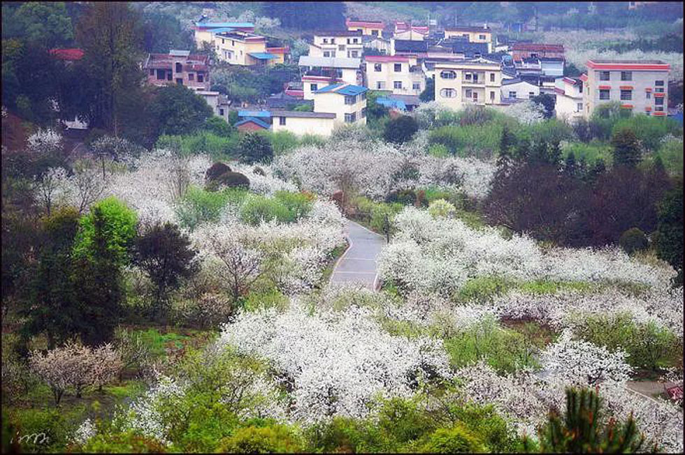 【春天，广西桂林灌阳县向您发出邀请！】我们在灌阳看梨花 - 游山玩水 - 阳泉生活社区 - 阳泉28生活网 yq.28life.net