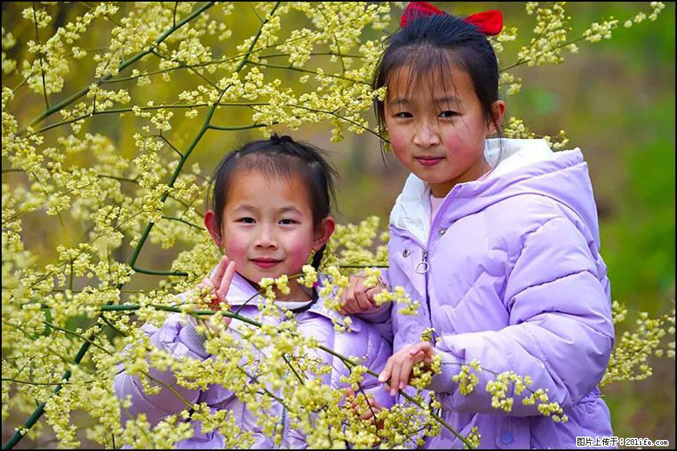 【春天，广西桂林灌阳县向您发出邀请！】米珠山前有片山苍子花在飘香 - 游山玩水 - 阳泉生活社区 - 阳泉28生活网 yq.28life.net