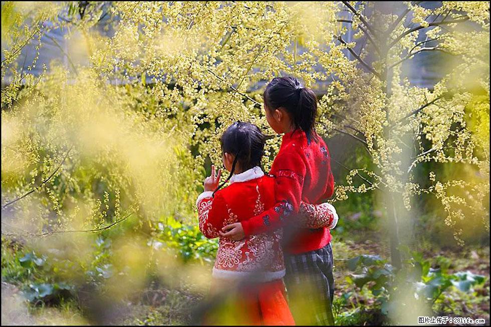 【春天，广西桂林灌阳县向您发出邀请！】米珠山前有片山苍子花在飘香 - 游山玩水 - 阳泉生活社区 - 阳泉28生活网 yq.28life.net