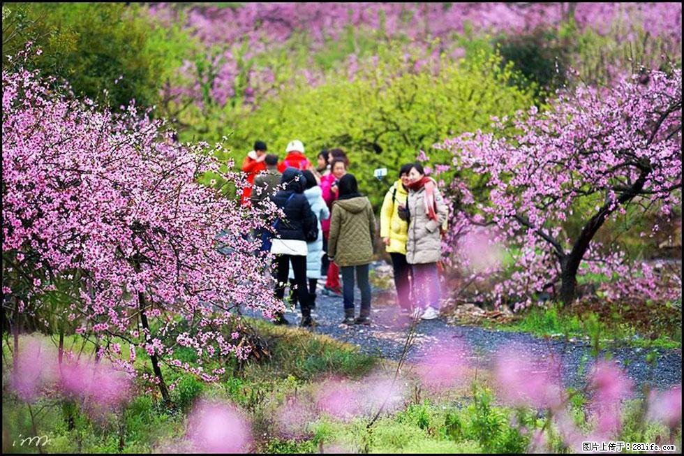 【春天，广西桂林灌阳县向您发出邀请！】官庄村有个醉美的桃花园 - 游山玩水 - 阳泉生活社区 - 阳泉28生活网 yq.28life.net