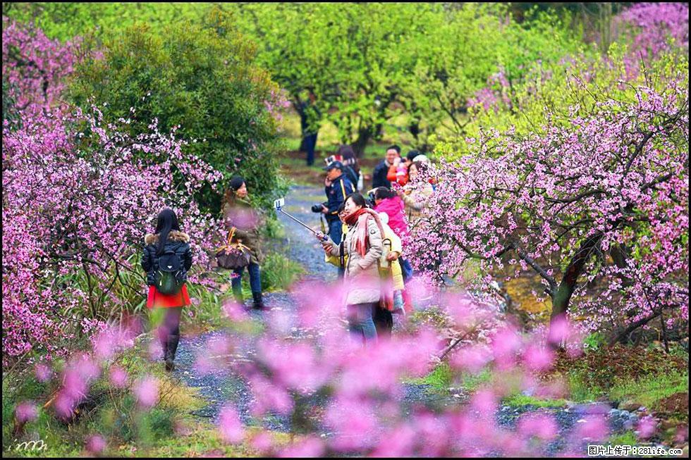 【春天，广西桂林灌阳县向您发出邀请！】官庄村有个醉美的桃花园 - 游山玩水 - 阳泉生活社区 - 阳泉28生活网 yq.28life.net
