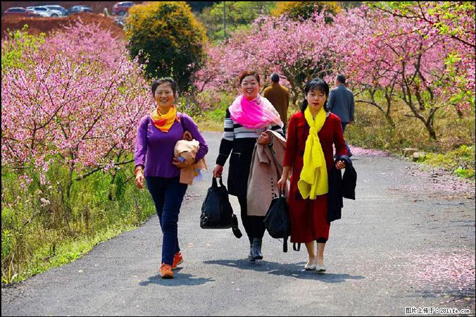 【春天，广西桂林灌阳县向您发出邀请！】官庄村有个醉美的桃花园 - 游山玩水 - 阳泉生活社区 - 阳泉28生活网 yq.28life.net