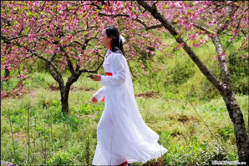 【春天，广西桂林灌阳县向您发出邀请！】官庄村有个醉美的桃花园 - 游山玩水 - 阳泉生活社区 - 阳泉28生活网 yq.28life.net