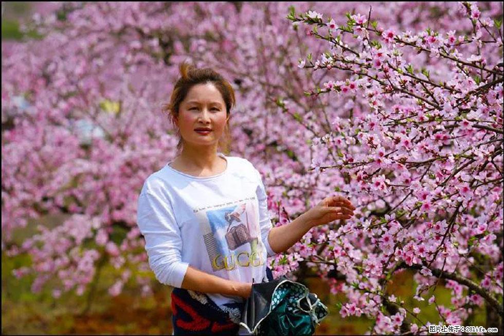 【春天，广西桂林灌阳县向您发出邀请！】官庄村有个醉美的桃花园 - 游山玩水 - 阳泉生活社区 - 阳泉28生活网 yq.28life.net