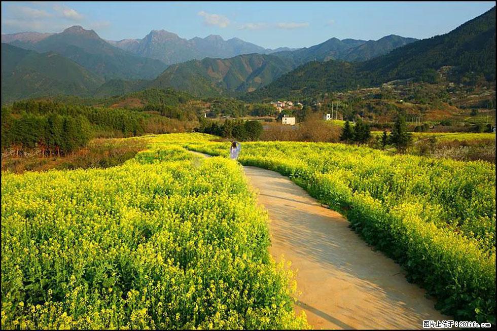【春天，广西桂林灌阳县向您发出邀请！】长坪村油菜盛情花开 - 游山玩水 - 阳泉生活社区 - 阳泉28生活网 yq.28life.net