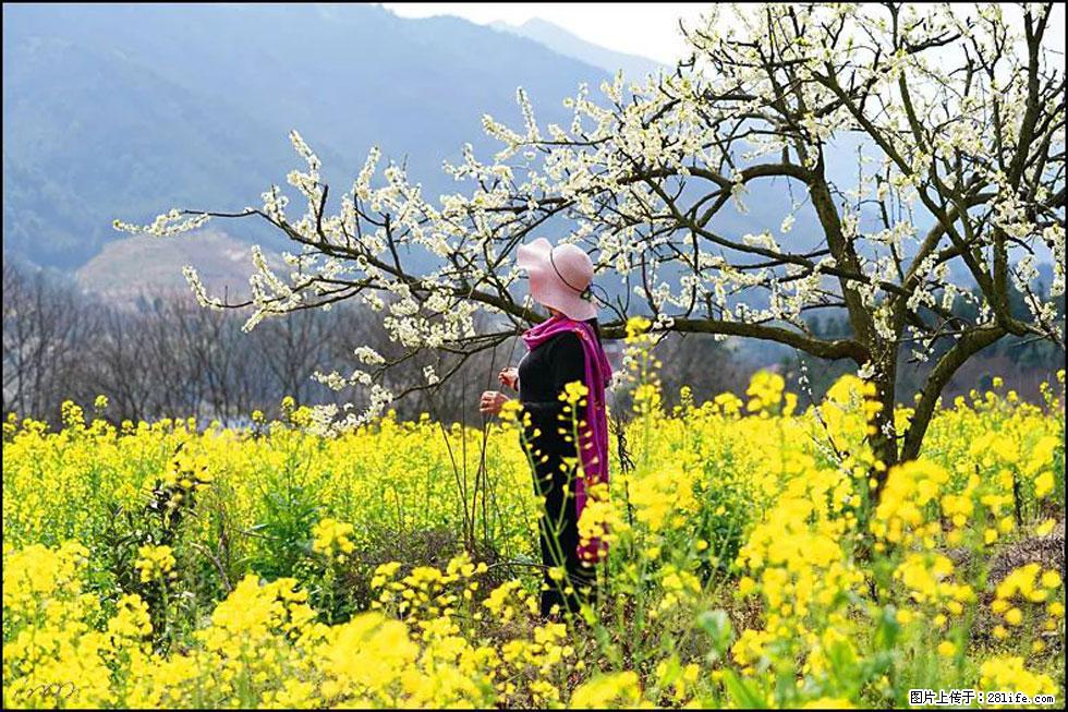 【春天，广西桂林灌阳县向您发出邀请！】长坪村油菜盛情花开 - 游山玩水 - 阳泉生活社区 - 阳泉28生活网 yq.28life.net