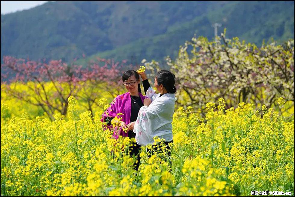 【春天，广西桂林灌阳县向您发出邀请！】长坪村油菜盛情花开 - 游山玩水 - 阳泉生活社区 - 阳泉28生活网 yq.28life.net