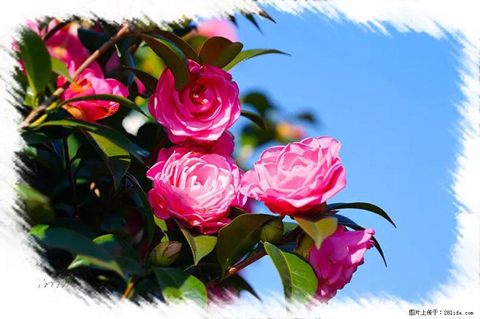 【春天，广西桂林灌阳县向您发出邀请！】杨柳井茶花惹人爱 - 游山玩水 - 阳泉生活社区 - 阳泉28生活网 yq.28life.net