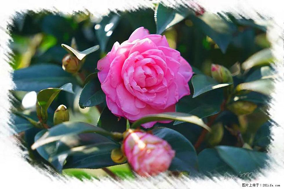 【春天，广西桂林灌阳县向您发出邀请！】杨柳井茶花惹人爱 - 游山玩水 - 阳泉生活社区 - 阳泉28生活网 yq.28life.net