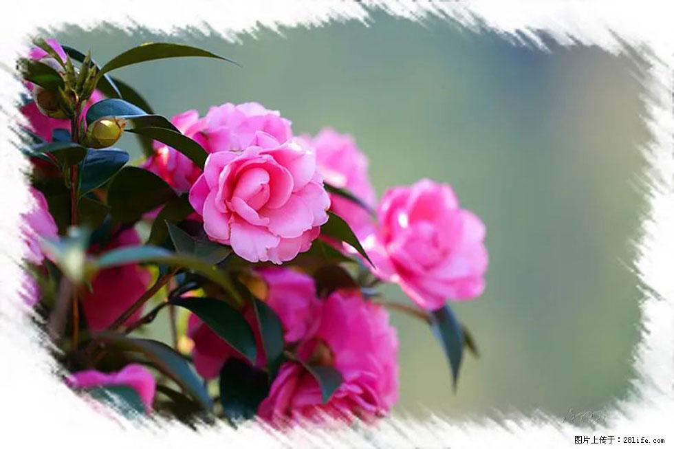 【春天，广西桂林灌阳县向您发出邀请！】杨柳井茶花惹人爱 - 游山玩水 - 阳泉生活社区 - 阳泉28生活网 yq.28life.net