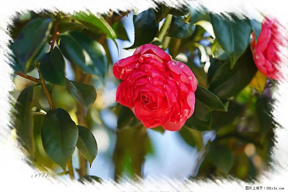【春天，广西桂林灌阳县向您发出邀请！】杨柳井茶花惹人爱 - 游山玩水 - 阳泉生活社区 - 阳泉28生活网 yq.28life.net