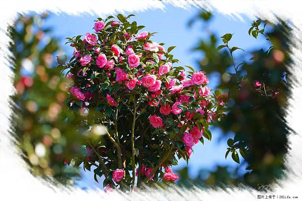 【春天，广西桂林灌阳县向您发出邀请！】杨柳井茶花惹人爱 - 游山玩水 - 阳泉生活社区 - 阳泉28生活网 yq.28life.net
