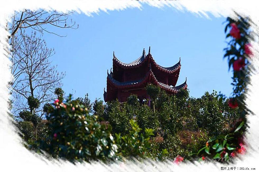 【春天，广西桂林灌阳县向您发出邀请！】杨柳井茶花惹人爱 - 游山玩水 - 阳泉生活社区 - 阳泉28生活网 yq.28life.net