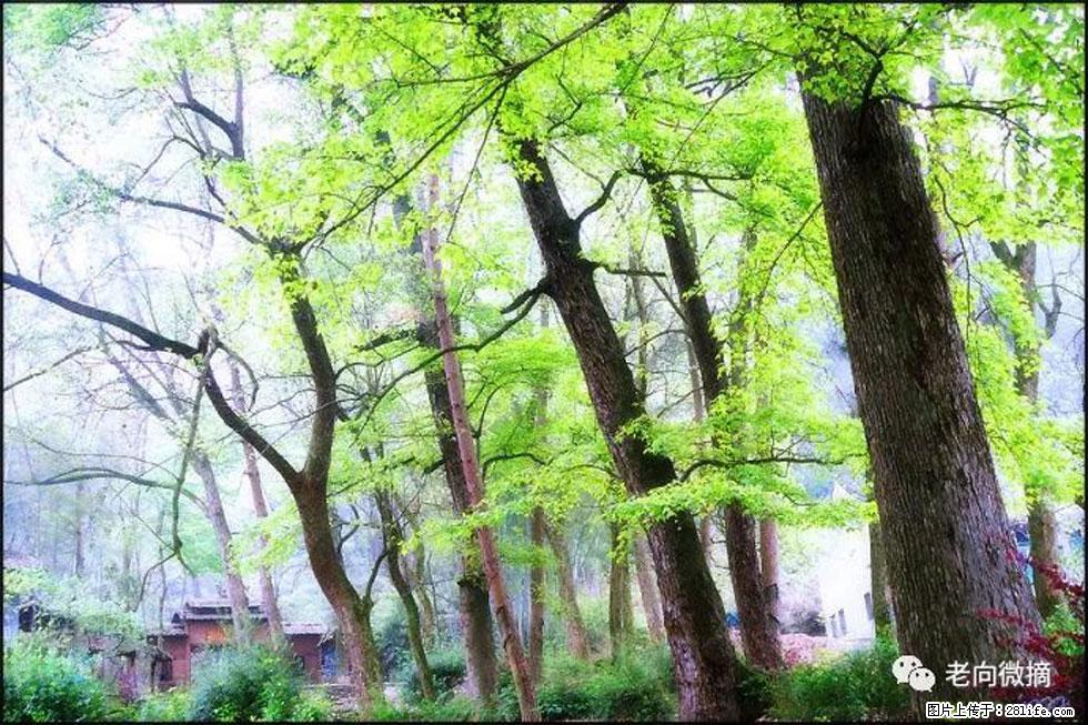 【春天，广西桂林灌阳县向您发出邀请！】在小龙村与春天约会 - 游山玩水 - 阳泉生活社区 - 阳泉28生活网 yq.28life.net