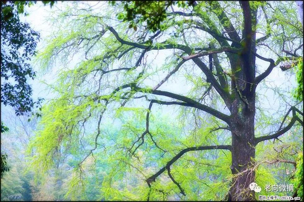 【春天，广西桂林灌阳县向您发出邀请！】在小龙村与春天约会 - 游山玩水 - 阳泉生活社区 - 阳泉28生活网 yq.28life.net