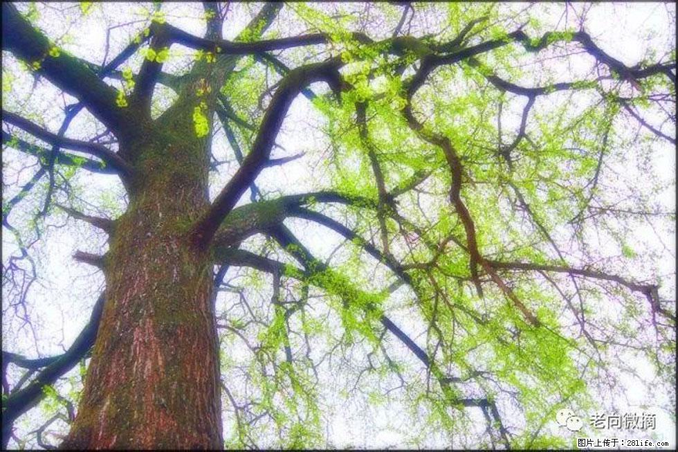 【春天，广西桂林灌阳县向您发出邀请！】在小龙村与春天约会 - 游山玩水 - 阳泉生活社区 - 阳泉28生活网 yq.28life.net
