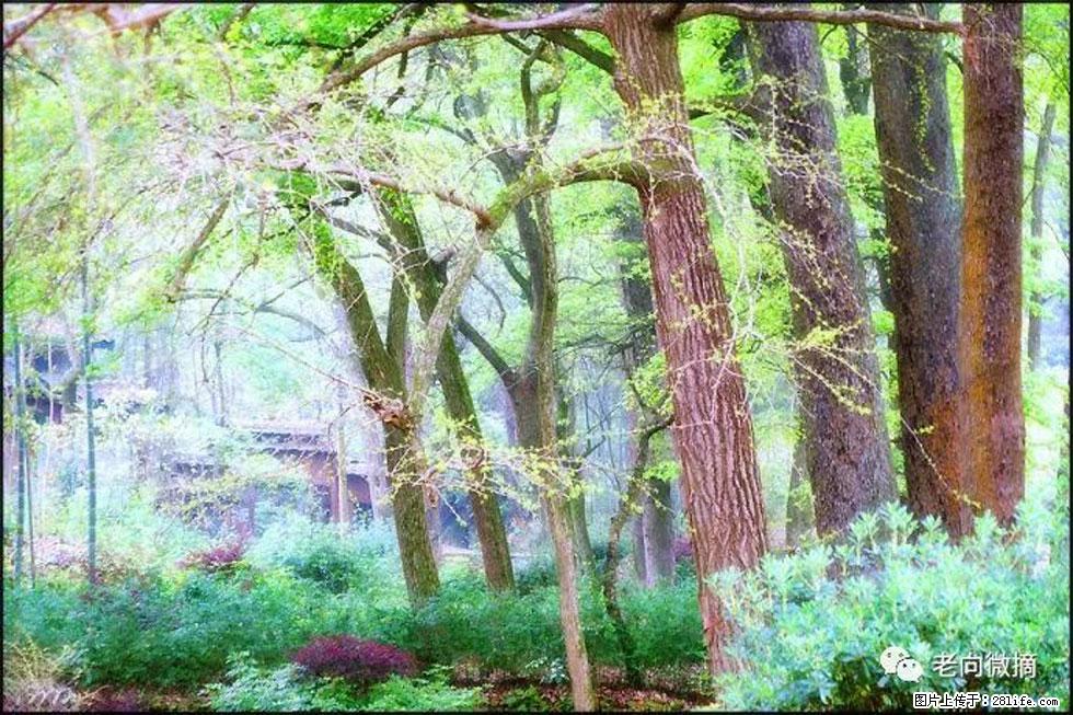 【春天，广西桂林灌阳县向您发出邀请！】在小龙村与春天约会 - 游山玩水 - 阳泉生活社区 - 阳泉28生活网 yq.28life.net