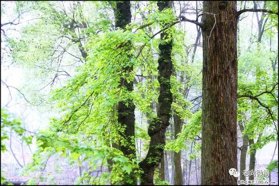 【春天，广西桂林灌阳县向您发出邀请！】在小龙村与春天约会 - 游山玩水 - 阳泉生活社区 - 阳泉28生活网 yq.28life.net
