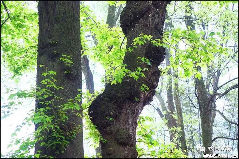 【春天，广西桂林灌阳县向您发出邀请！】在小龙村与春天约会 - 游山玩水 - 阳泉生活社区 - 阳泉28生活网 yq.28life.net