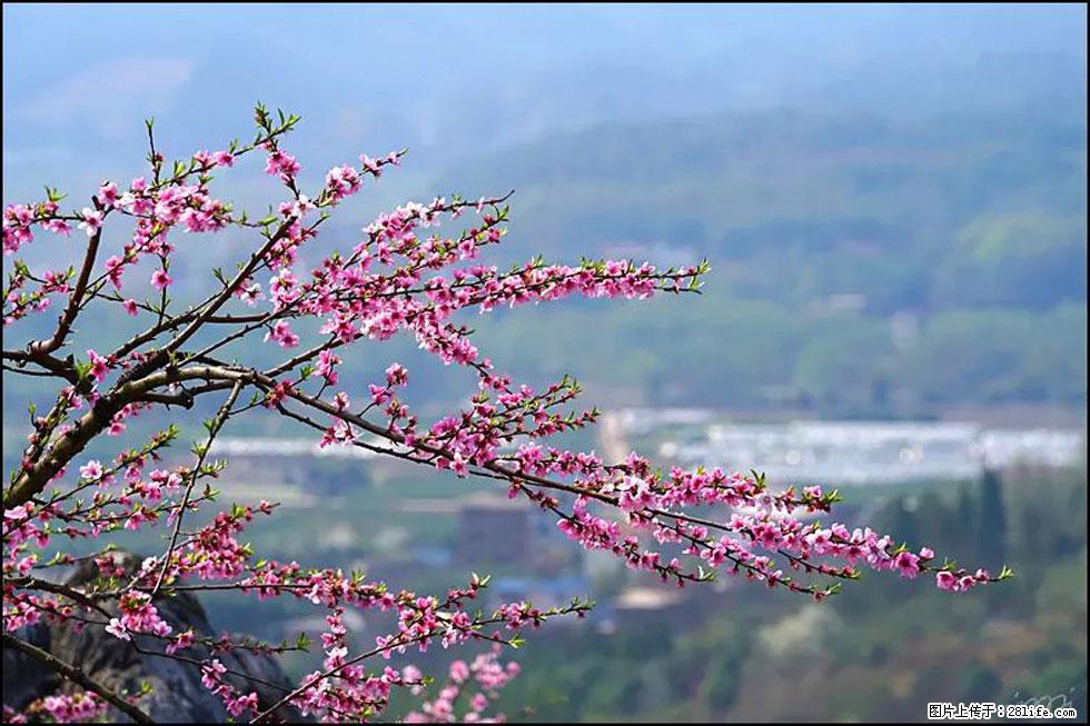 【春天，广西桂林灌阳县向您发出邀请！】望月岭上桃花开 - 游山玩水 - 阳泉生活社区 - 阳泉28生活网 yq.28life.net