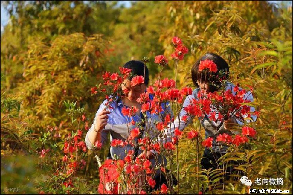 【春天，广西桂林灌阳县向您发出邀请！】登麒麟山，相约映山红 - 游山玩水 - 阳泉生活社区 - 阳泉28生活网 yq.28life.net