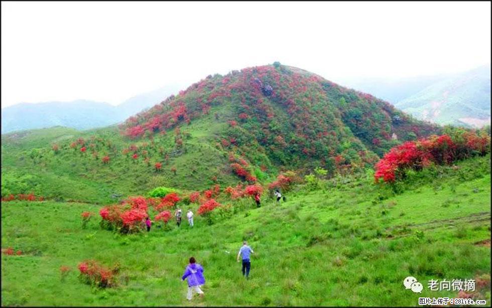 【春天，广西桂林灌阳县向您发出邀请！】宝盖山上映山红 - 游山玩水 - 阳泉生活社区 - 阳泉28生活网 yq.28life.net