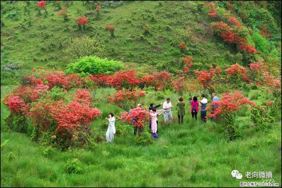 【春天，广西桂林灌阳县向您发出邀请！】宝盖山上映山红 - 游山玩水 - 阳泉生活社区 - 阳泉28生活网 yq.28life.net