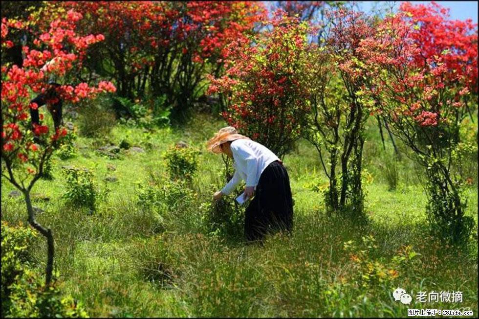【春天，广西桂林灌阳县向您发出邀请！】宝盖山上映山红 - 游山玩水 - 阳泉生活社区 - 阳泉28生活网 yq.28life.net
