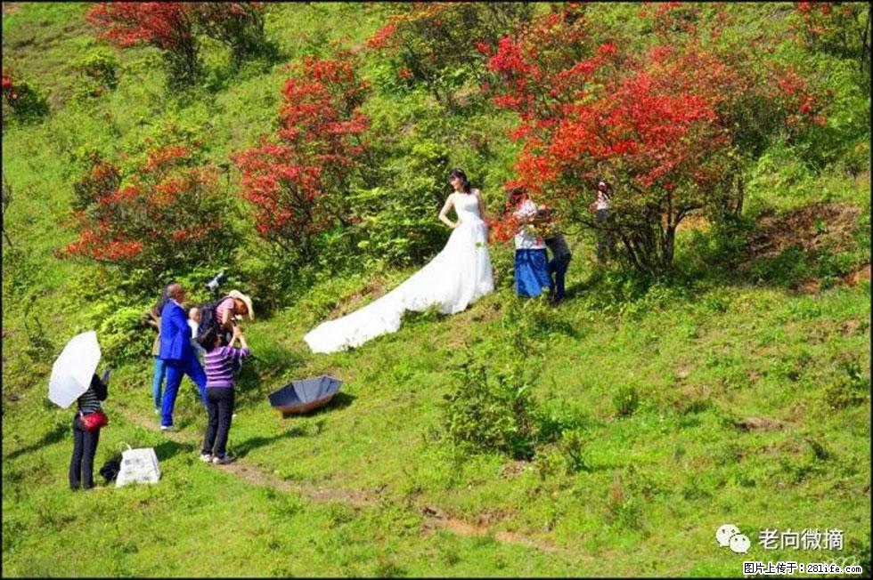 【春天，广西桂林灌阳县向您发出邀请！】宝盖山上映山红 - 游山玩水 - 阳泉生活社区 - 阳泉28生活网 yq.28life.net