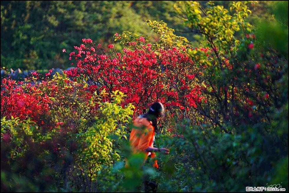 【春天，广西桂林灌阳县向您发出邀请！】春木界上映山红 - 游山玩水 - 阳泉生活社区 - 阳泉28生活网 yq.28life.net