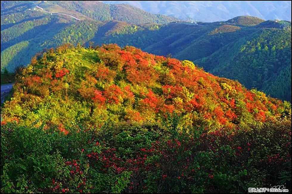 【春天，广西桂林灌阳县向您发出邀请！】春木界上映山红 - 游山玩水 - 阳泉生活社区 - 阳泉28生活网 yq.28life.net