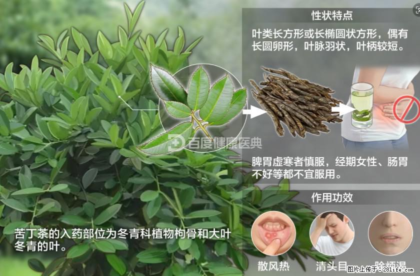 苦丁茶有哪些功效和作用 - 生活百科 - 阳泉生活社区 - 阳泉28生活网 yq.28life.net