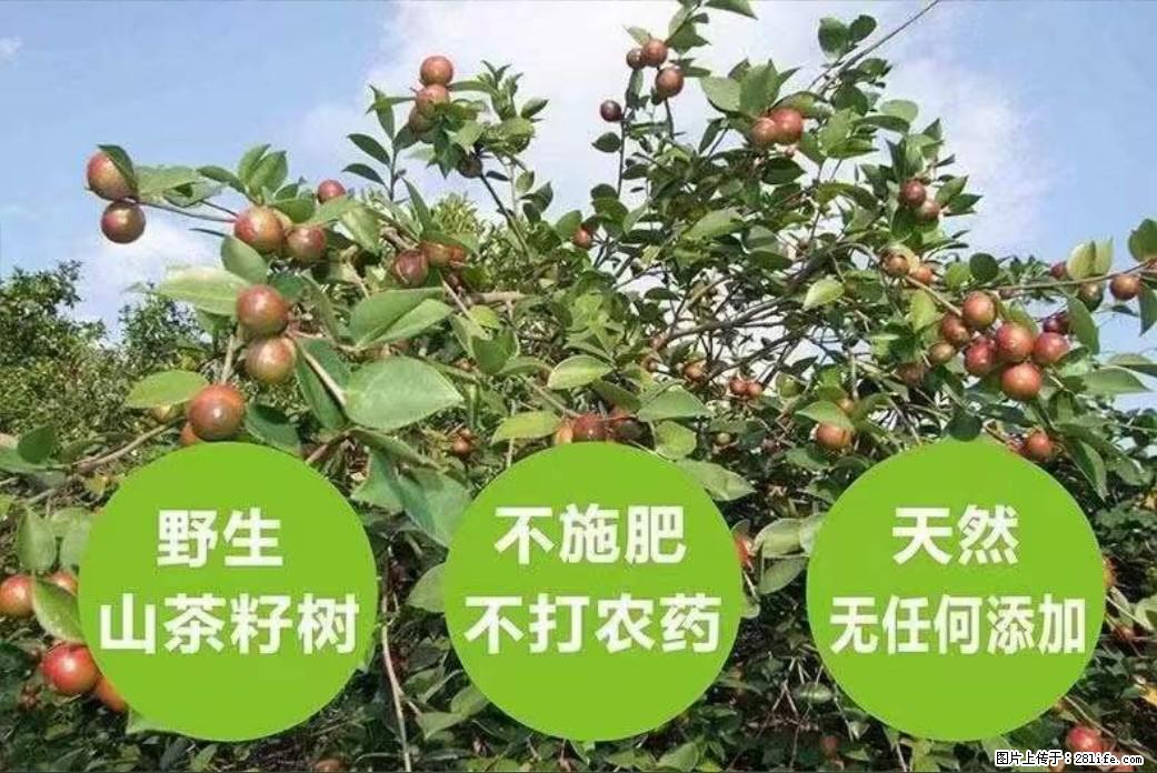 【灌阳县油茶产业示范区】一个有着充实的精神生活的人，对待身外之物自会有一种淡泊的态度 - 美食天地 - 阳泉生活社区 - 阳泉28生活网 yq.28life.net