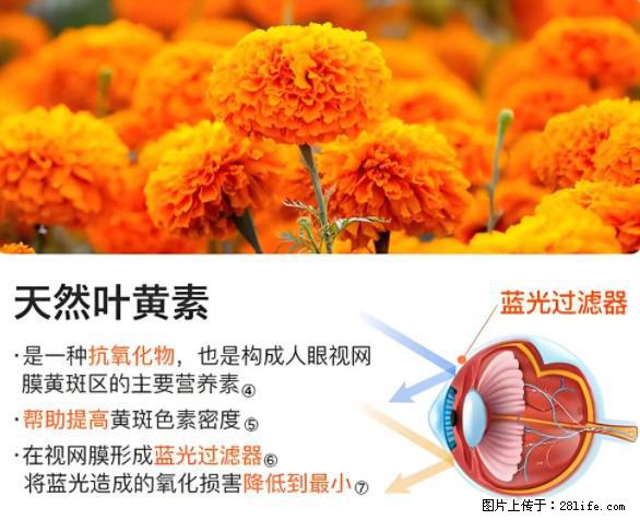 叶黄素有什么功效和作用 - 生活百科 - 阳泉生活社区 - 阳泉28生活网 yq.28life.net