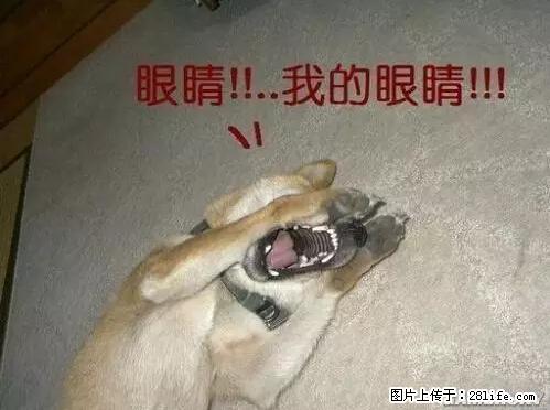 笑癫了！一女的怀孕三年未生，他终于忍不住了... - 娱乐八卦 - 阳泉生活社区 - 阳泉28生活网 yq.28life.net