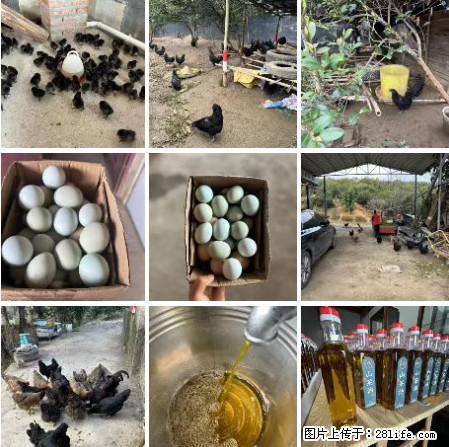 油茶园从小鸡仔开始养起的纯土鸡、土鸡蛋可以预定啦！还有前几天刚榨的纯山茶油哦 - 土特产 - 饮食特产 - 阳泉分类信息 - 阳泉28生活网 yq.28life.net