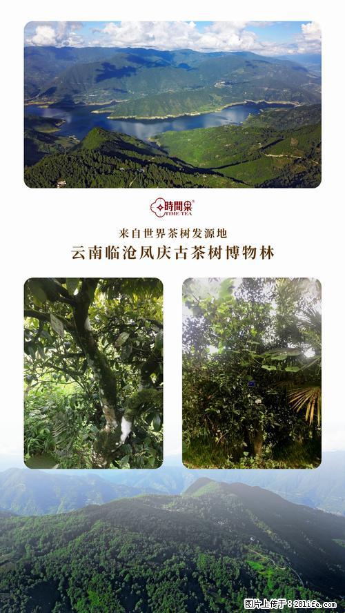 时间果百年古树2025年春红茶 - 购物交流 - 阳泉生活社区 - 阳泉28生活网 yq.28life.net