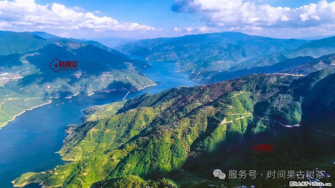 时间果百年古树龙珠普洱生茶 - 购物交流 - 阳泉生活社区 - 阳泉28生活网 yq.28life.net