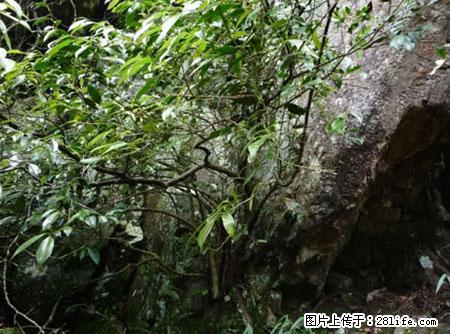 平乐石崖茶，珍贵仅次于金花茶 - 阳泉生活资讯 - 阳泉28生活网 yq.28life.net