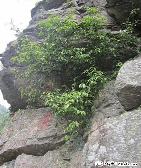 平乐石崖茶，珍贵仅次于金花茶 - 阳泉生活资讯 - 阳泉28生活网 yq.28life.net