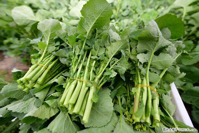 这些蔬菜是“天然钙片”，这6种被医生重点推荐 - 阳泉生活资讯 - 阳泉28生活网 yq.28life.net